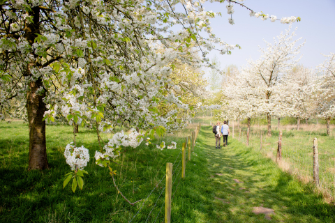 Bloesemwandelingen