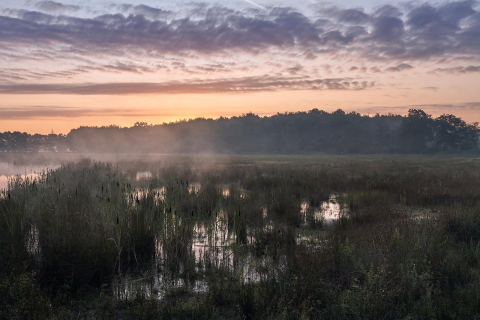 Foto van het Weerterbos