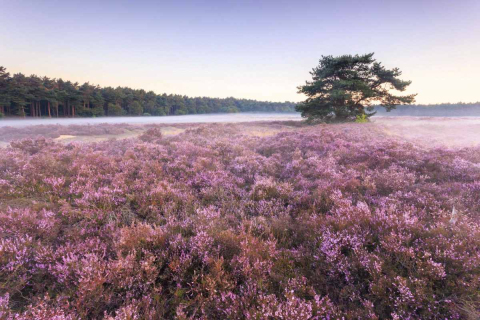 Een weids zicht met paarse heide en een boom in de verte. De ochtenddauw hangt licht boven de heide.