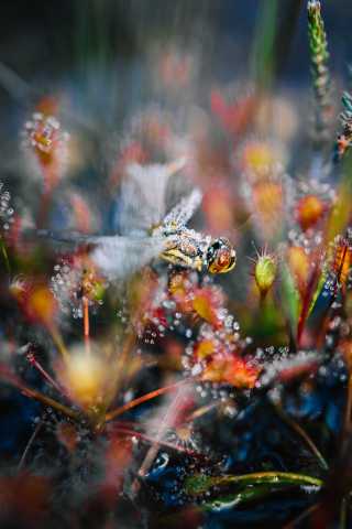 Close-up van insect
